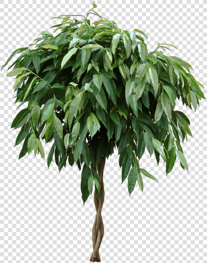 Ficus Amstel King   Ficus  HD Png DownloadTransparent PNG