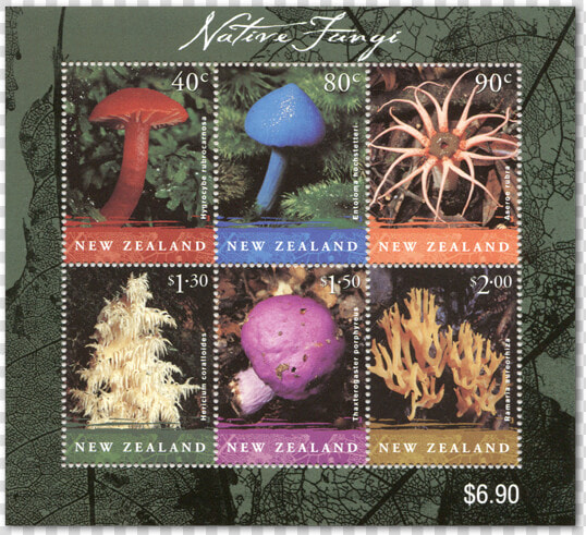 Nz Native Fungi  HD Png DownloadTransparent PNG