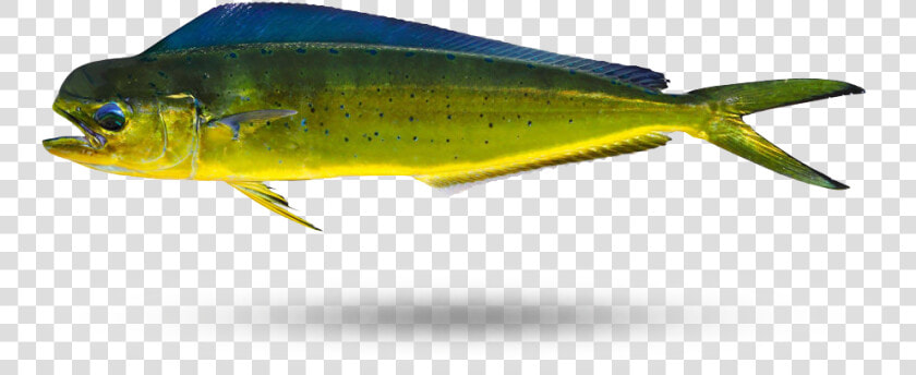 Mahi Lure bony fish   Marine Mammal  HD Png DownloadTransparent PNG