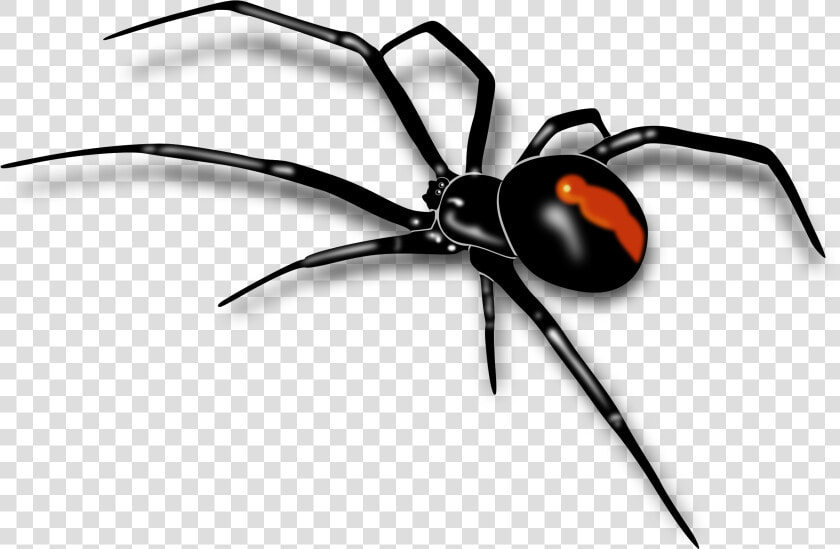 Download Spider Png   Black Widow Spider Png  Transparent PngTransparent PNG