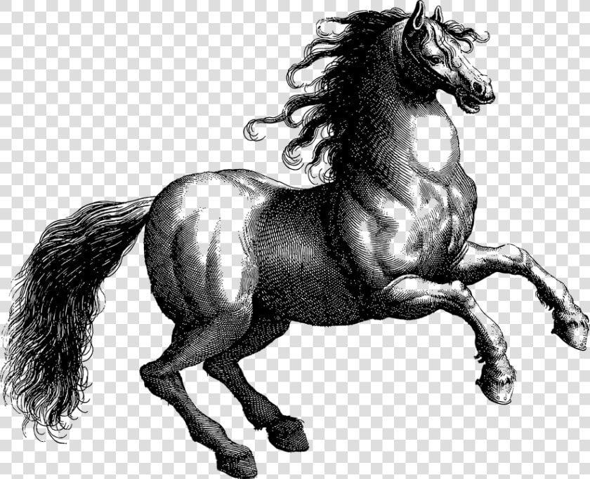 Vintage  Horse  Line Art  Equine  Animal  Rearing   HD Png DownloadTransparent PNG