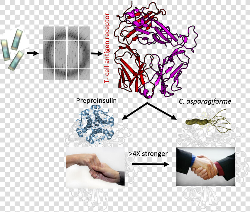 Image Type 1 Diabetes And The Immune System   Graphic Design  HD Png DownloadTransparent PNG