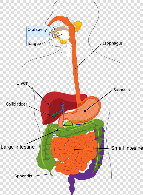 Health   Human Digestive System  HD Png DownloadTransparent PNG