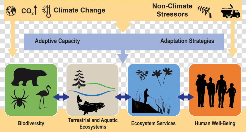 Climate Change  Ecosystems  And Ecosystem Services   Ecosystems Services  HD Png DownloadTransparent PNG