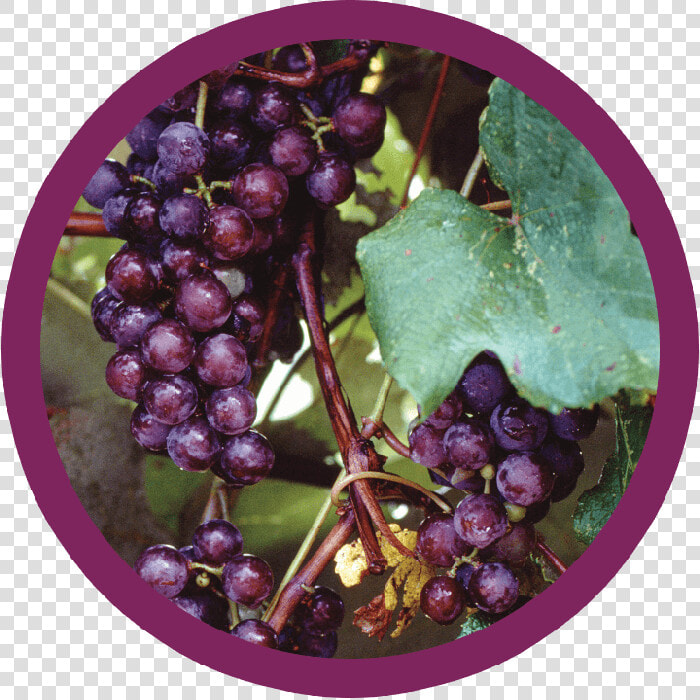 Black Corinth Grapes  HD Png DownloadTransparent PNG