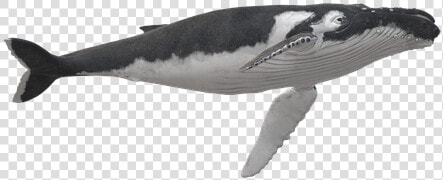 Wal  Humpback Whale  Animal  Maritime   Killer Whale  HD Png DownloadTransparent PNG