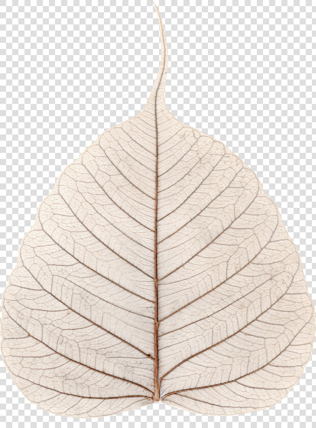 File   Skeletonized Leaf   Ficus Religiosa   Kolkata  HD Png DownloadTransparent PNG