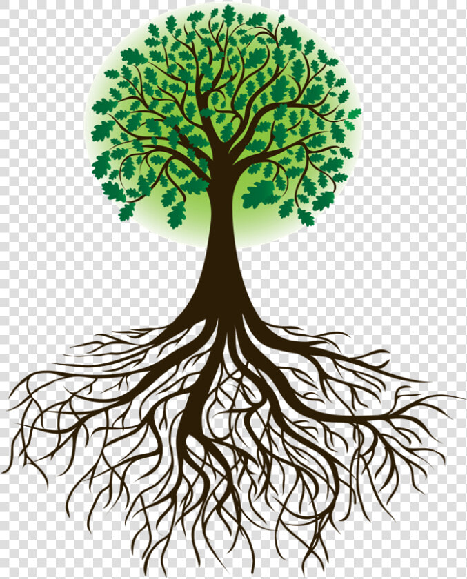 Tree And Roots   Tree With Root  HD Png DownloadTransparent PNG