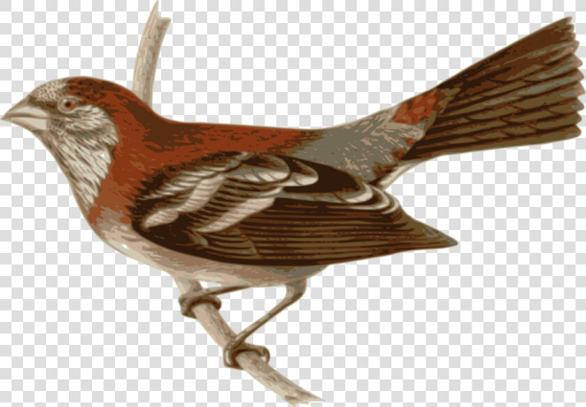 Perching Bird wren bird   Tailorbird Png  Transparent PngTransparent PNG