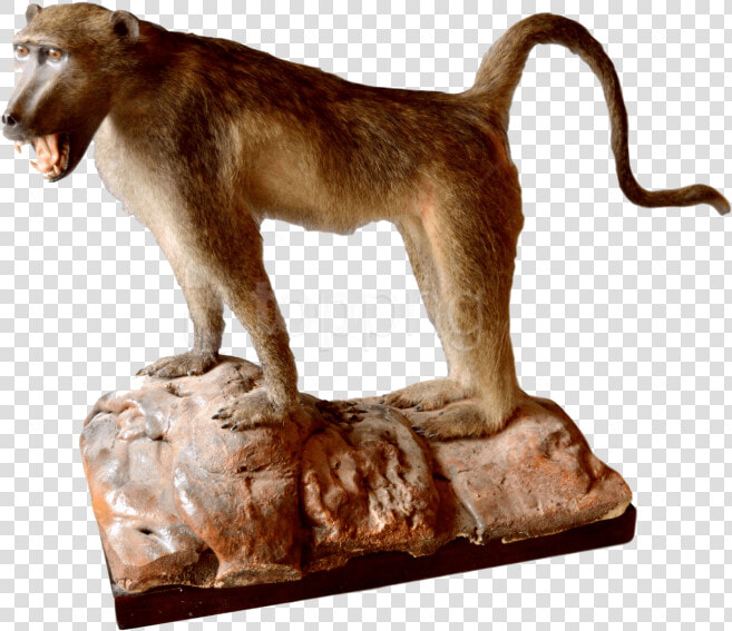 Taxidermy Baboon Uk  HD Png DownloadTransparent PNG