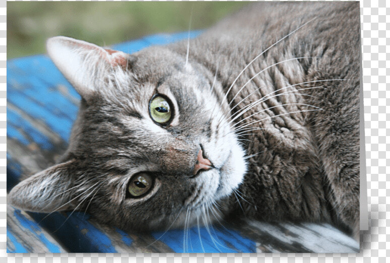 Cat Eyes Greeting Card   Tabby Cat  HD Png DownloadTransparent PNG