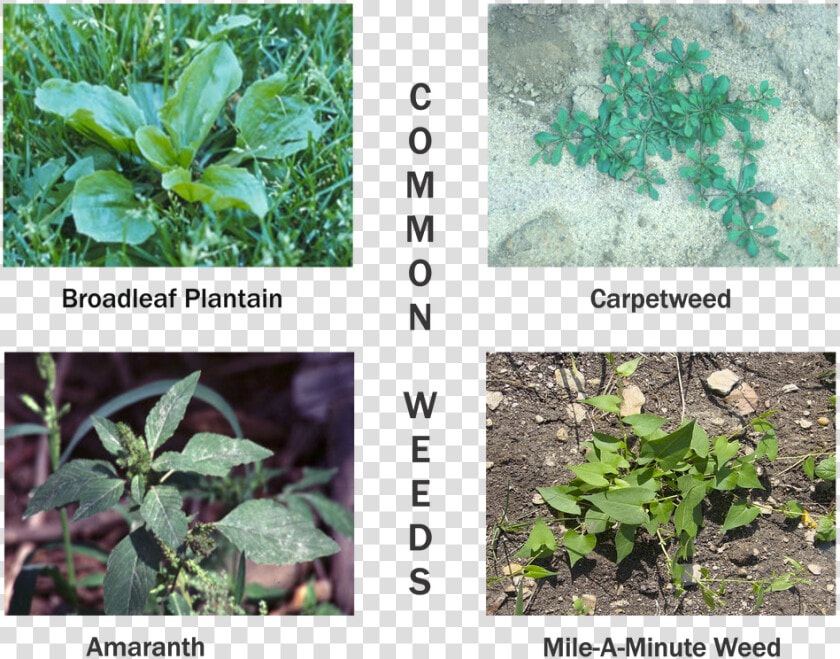 Picture   Plantain Weeds  HD Png DownloadTransparent PNG