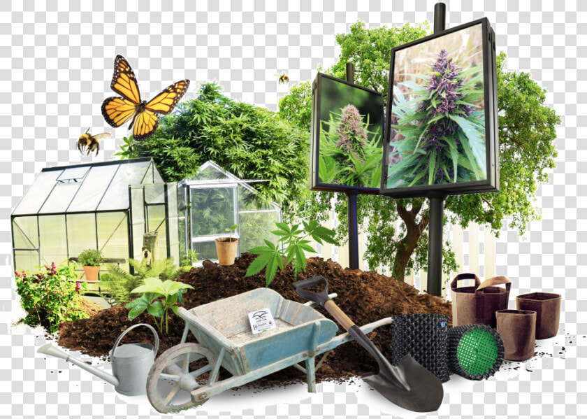 Growing Cannabis Outdoors   Brush footed Butterfly  HD Png DownloadTransparent PNG