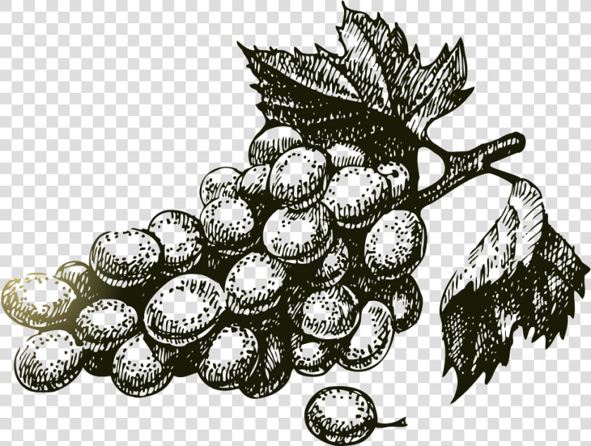 Transparent Wine Grapes Png   Vector Wine Grape Png  Png DownloadTransparent PNG