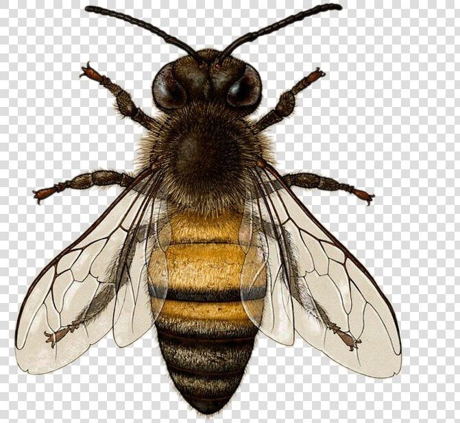 Transparent Honeybee Png   American Honey Bee  Png DownloadTransparent PNG