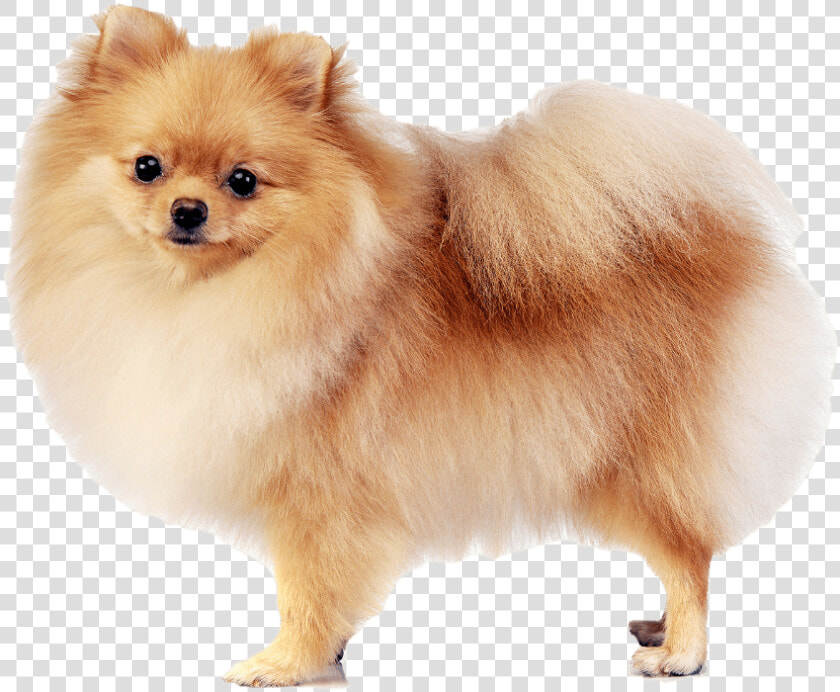 Pomeranian   פומרניין מעורב עם שפיץ  HD Png DownloadTransparent PNG