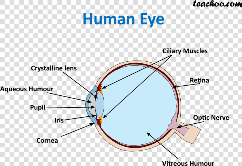 Human Eye   Teachoo  HD Png DownloadTransparent PNG