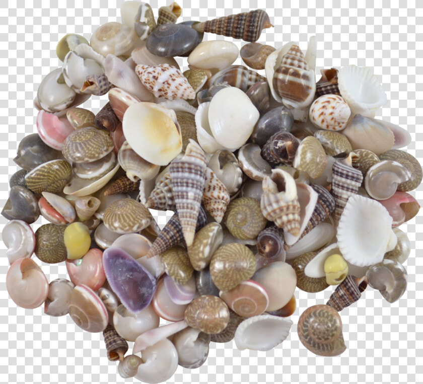 Indian Mix Assorted Craft Seashells Tiny Up To   Shell  HD Png DownloadTransparent PNG