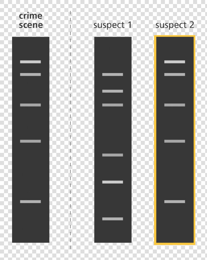 Transparent Fingerprints Clipart   Crime Scene Dna Fingerprint  HD Png DownloadTransparent PNG