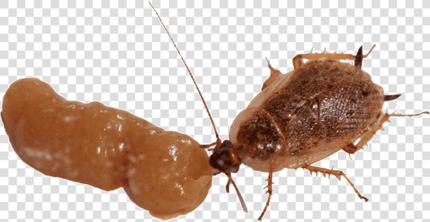 Exterminator Spraying Insecticides And Killing Bugs   Cockroach Eating Gel Bait  HD Png DownloadTransparent PNG