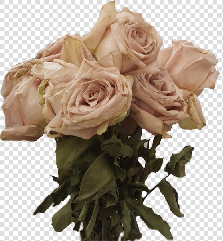 Transparent Dead Flowers Png   Transparent Background Dead Flowers Transparent  Png DownloadTransparent PNG