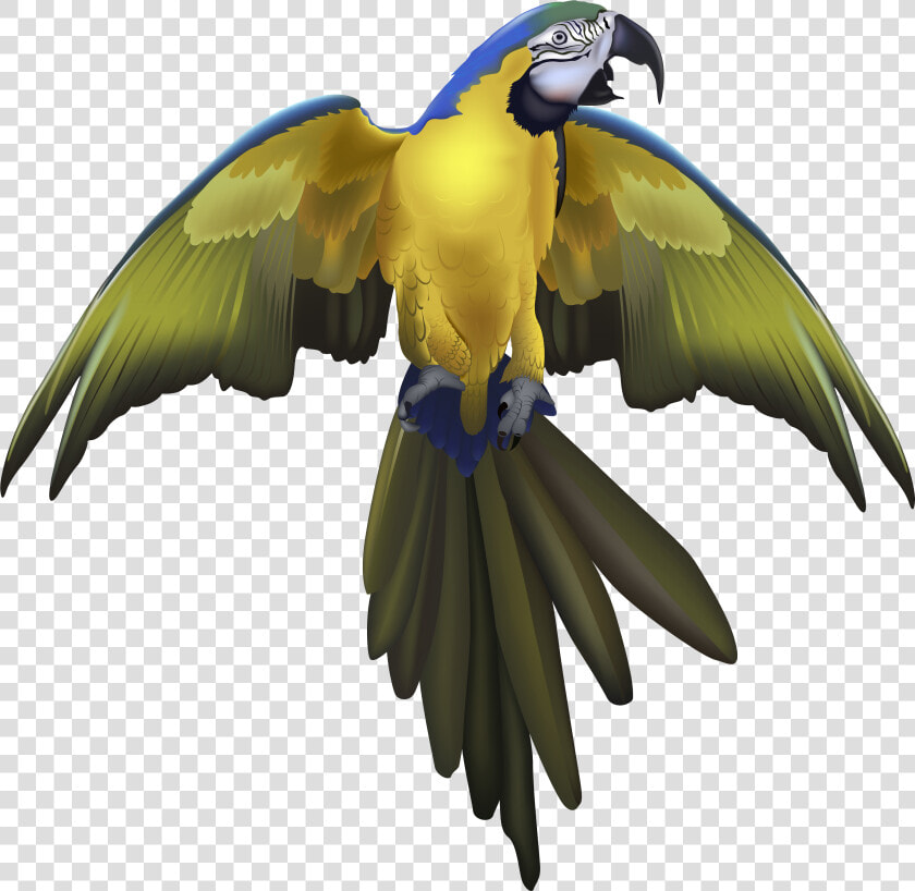 Macaw Spreaded Wings Drawing  HD Png DownloadTransparent PNG