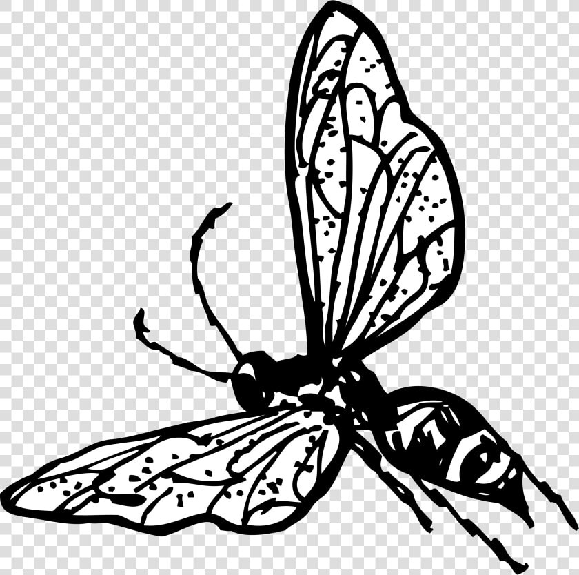 Wasp At Clker Com   Wasp Clip Art  HD Png DownloadTransparent PNG