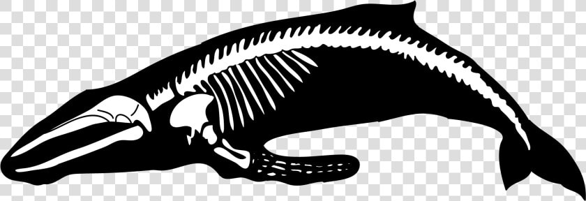 Humpback Whale Human Skeleton Blue Whale   Blue Whale Skeleton Png  Transparent PngTransparent PNG