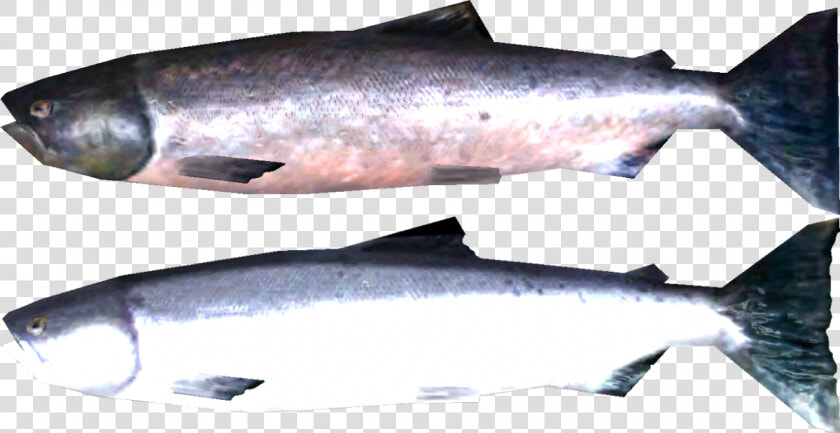 Transparent Salmon Png   Skyrim Salmon  Png DownloadTransparent PNG