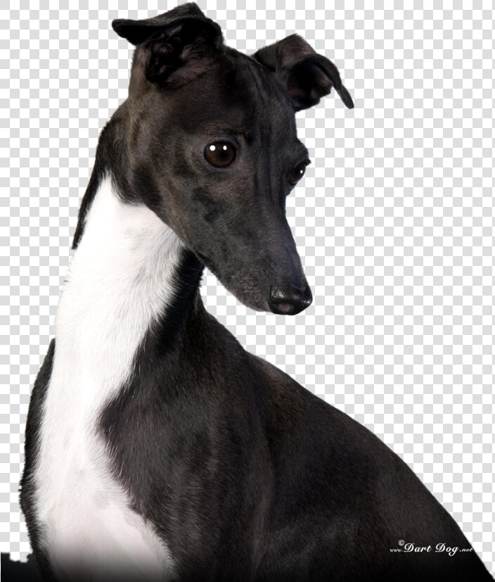 Transparent Greyhound Png   Magyar Agár  Png DownloadTransparent PNG