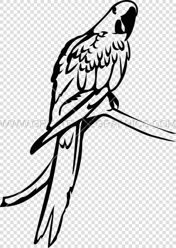 Macaw Clipart Hyacinth Macaw  HD Png DownloadTransparent PNG