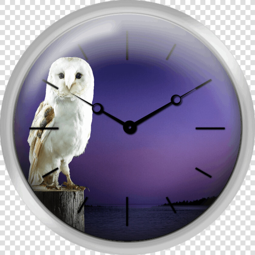 Barn Owl Standing On Log With Sunset Background   Snowy Owl  HD Png DownloadTransparent PNG