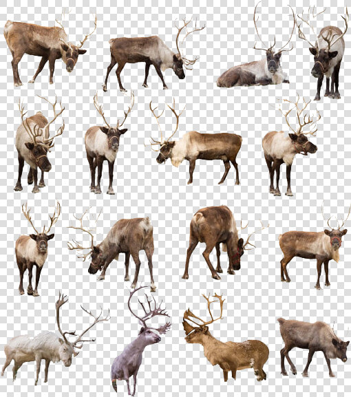 Reindeer Png Transparent Image   Reindeer Png Transparent  Png DownloadTransparent PNG