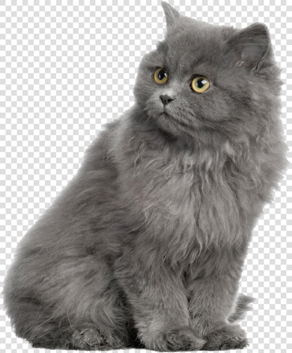 Gray Horse Shorthair Dog British Cat Persian Clipart   Alhambra  HD Png DownloadTransparent PNG