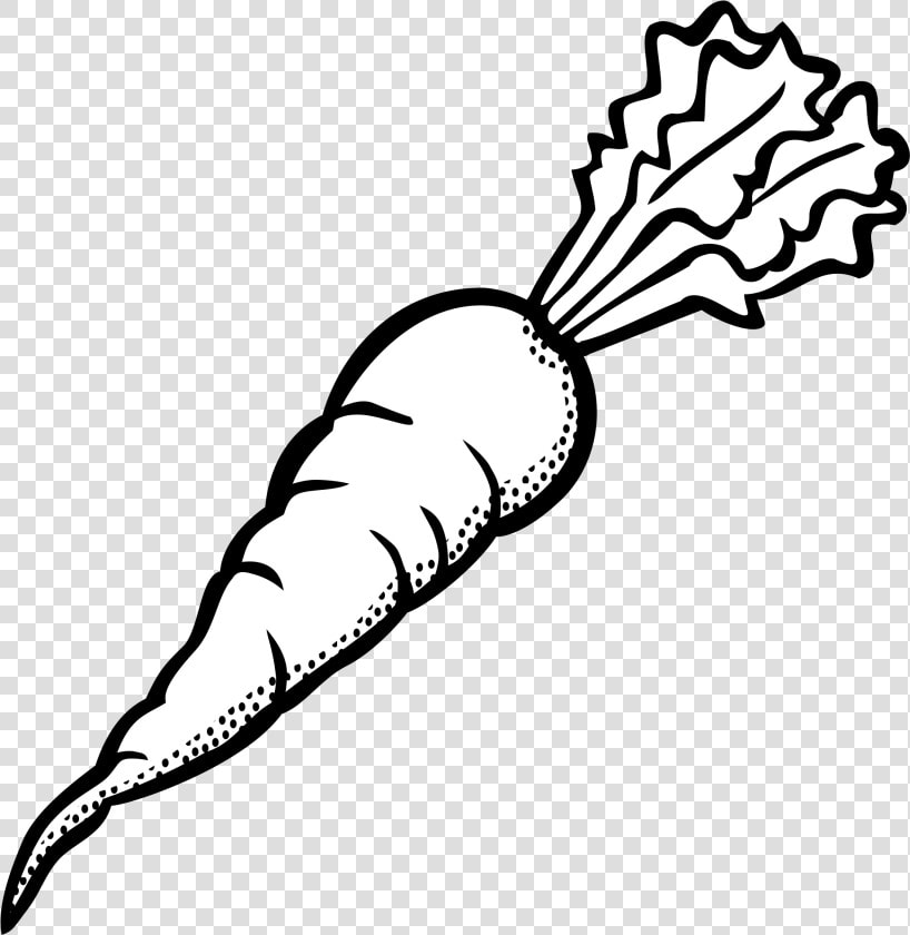 Drawn Carrot Vegetable   Carrot Clipart Black And White  HD Png DownloadTransparent PNG