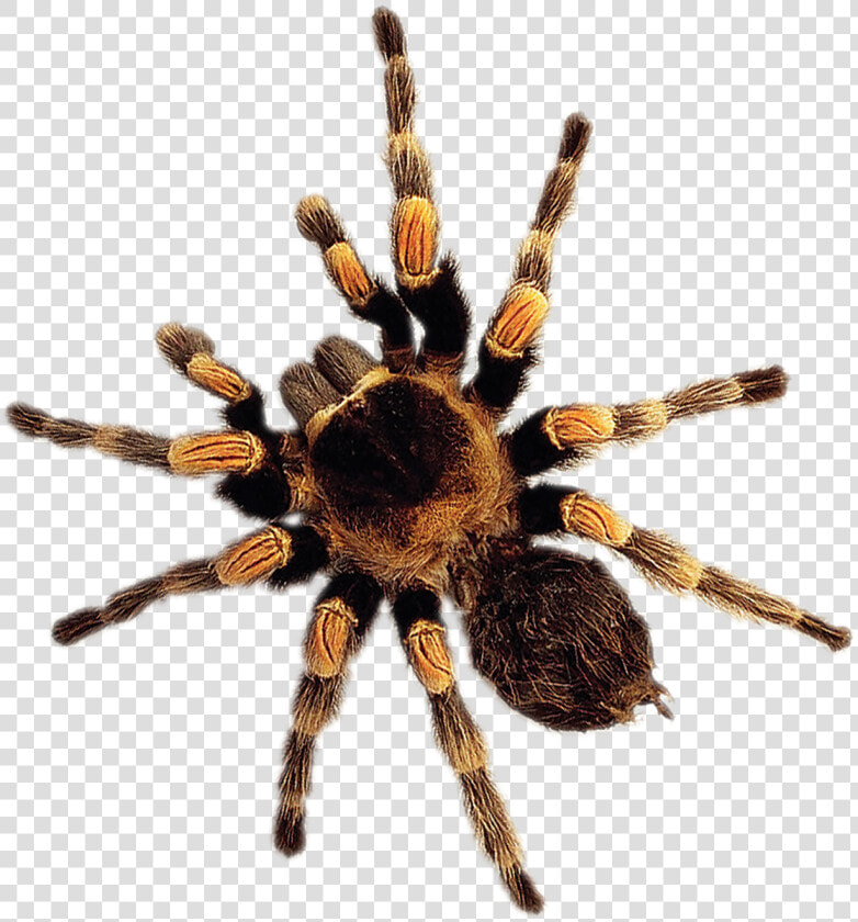 Wolf Spider Png   Png Download   Wolf Spider  Transparent PngTransparent PNG