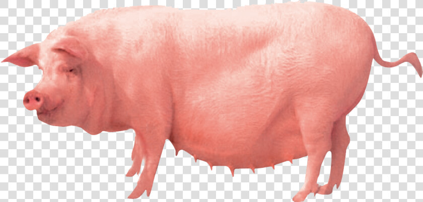 Pig Farming Clip Art   Pig Farm Png  Transparent PngTransparent PNG