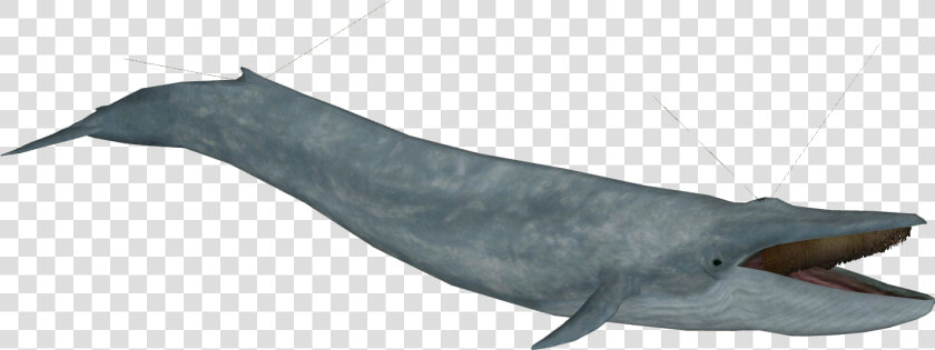 Blue Whale Model   Common Bottlenose Dolphin  HD Png DownloadTransparent PNG