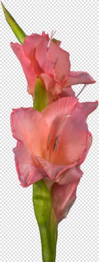 Gladiolus  HD Png DownloadTransparent PNG