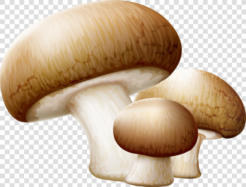 Transparent Oyster Clipart Free   Mushroom Clipart  HD Png DownloadTransparent PNG