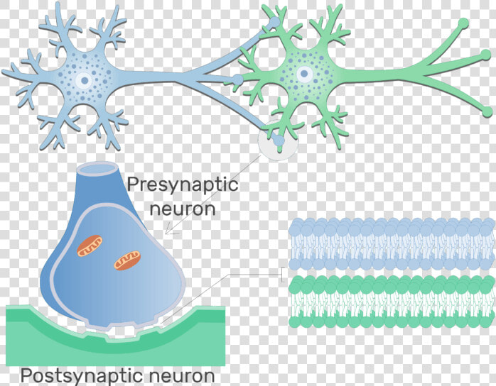 An Image Showing Electrical Synapse Between 2 Neurons   Neuron Png  Transparent PngTransparent PNG