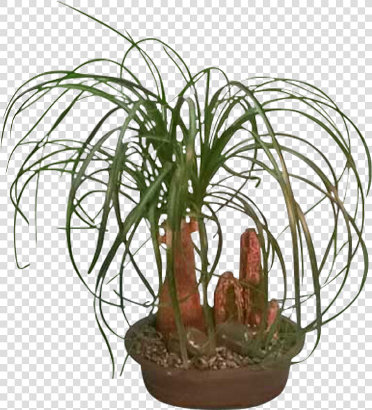 Houseplant   Png Download   Houseplant  Transparent PngTransparent PNG