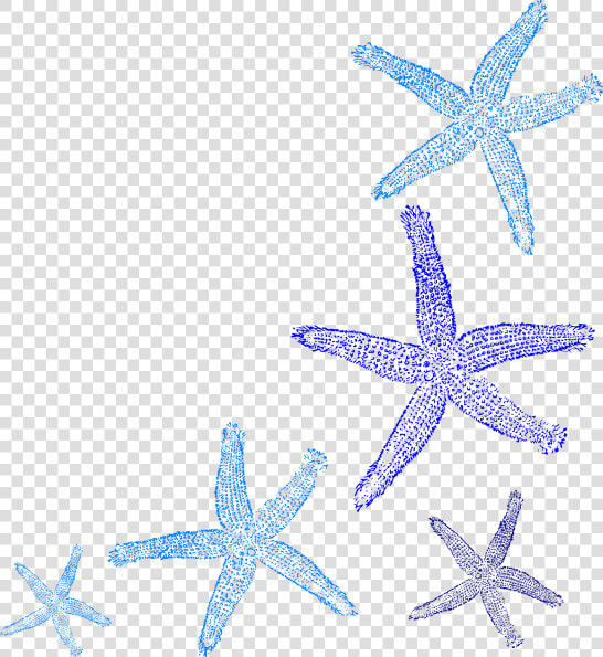 Colorful Seashell Clipart Png   Starfish Border Clipart  Transparent PngTransparent PNG