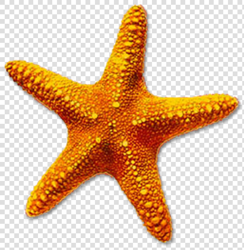 Starfish Png Free Download On Mbtskoudsalg   Starfish Transparent  Png DownloadTransparent PNG