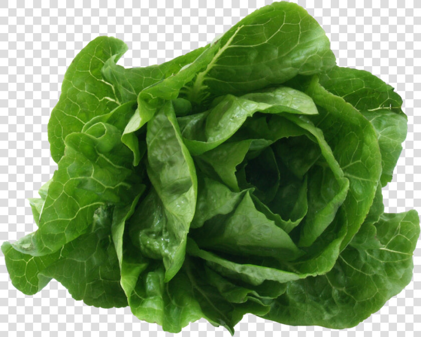 Romaine Lettuce   Lettuce Scientific Name  HD Png DownloadTransparent PNG