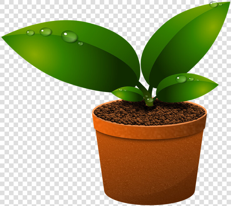 Green Leaves  Plants  Growth  Foliage  Vase  Vegetation   Components Of Ecosystem In Hindi  HD Png DownloadTransparent PNG