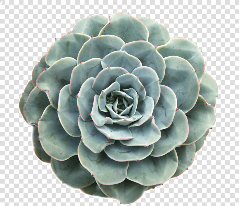 Succulent Cactus Plant Plantsarefriends Tumblr Arthoe   Succulent Colors Png Transparent  Png DownloadTransparent PNG