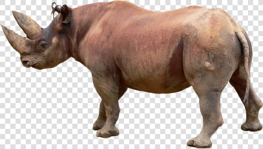 Rhino Png Image File   Black Rhino White Background  Transparent PngTransparent PNG