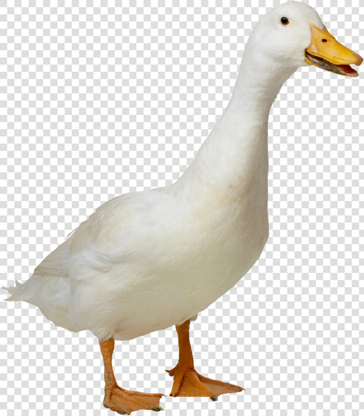 Aflac Duck Png   Duck Png Transparent  Png DownloadTransparent PNG