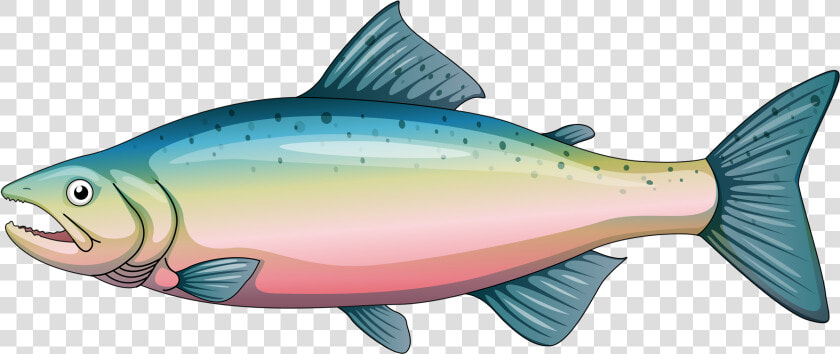 Cartoon Rainbow Trout Clipart   Png Download   Clipart Trout  Transparent PngTransparent PNG